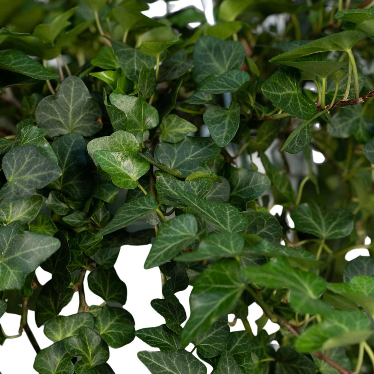 Hedera Wonder Green Hanging - Ivy - Ø24cm - ↕70cm