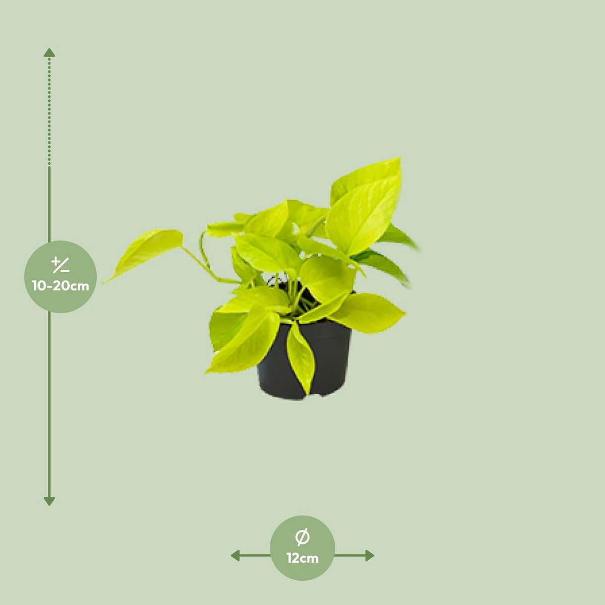 Kamerplant Epipremnum Golden Pothos Ø12 cm
