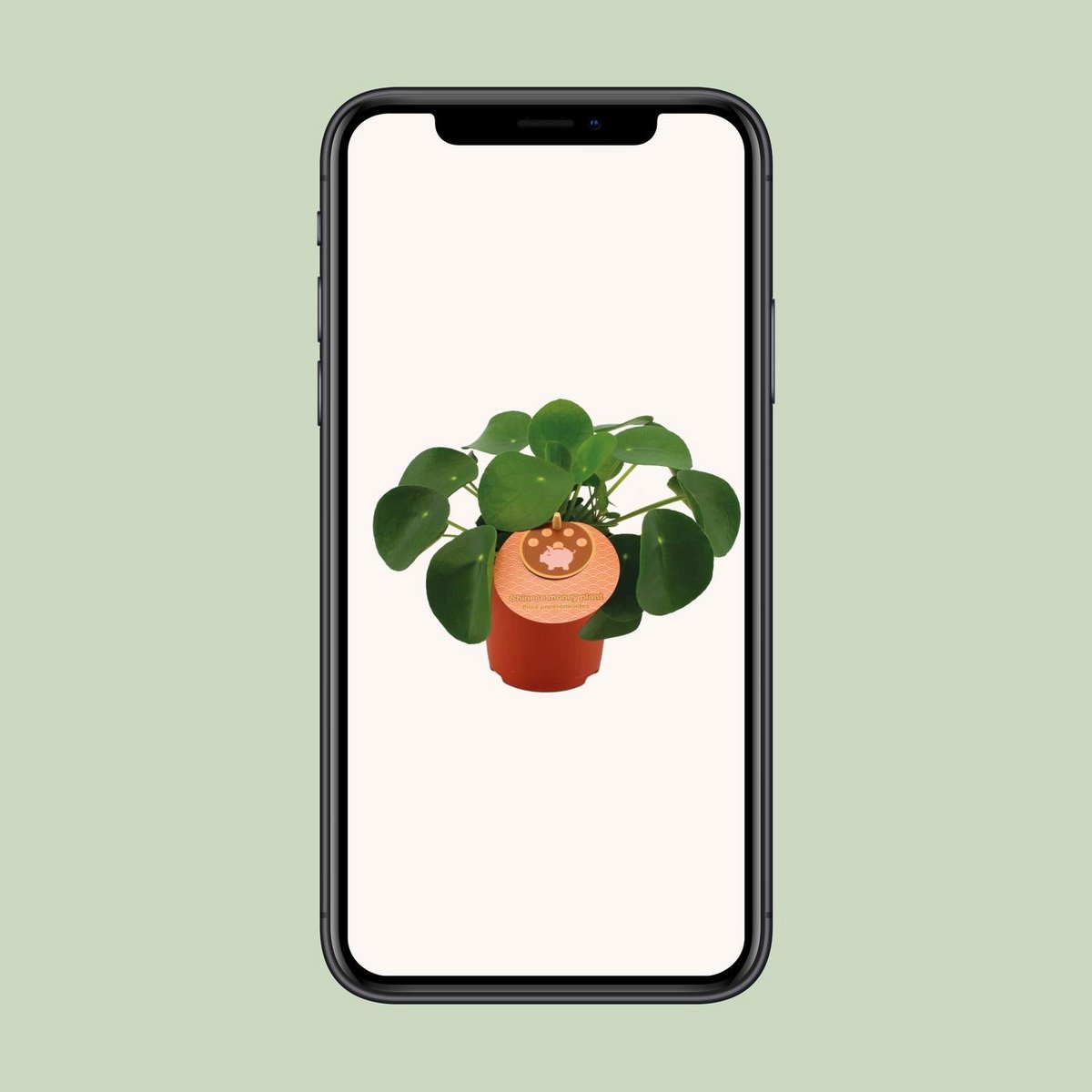 Pilea peperomioides plant Ø11 cm