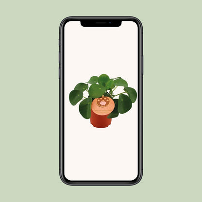 Pilea peperomioides plant Ø11 cm