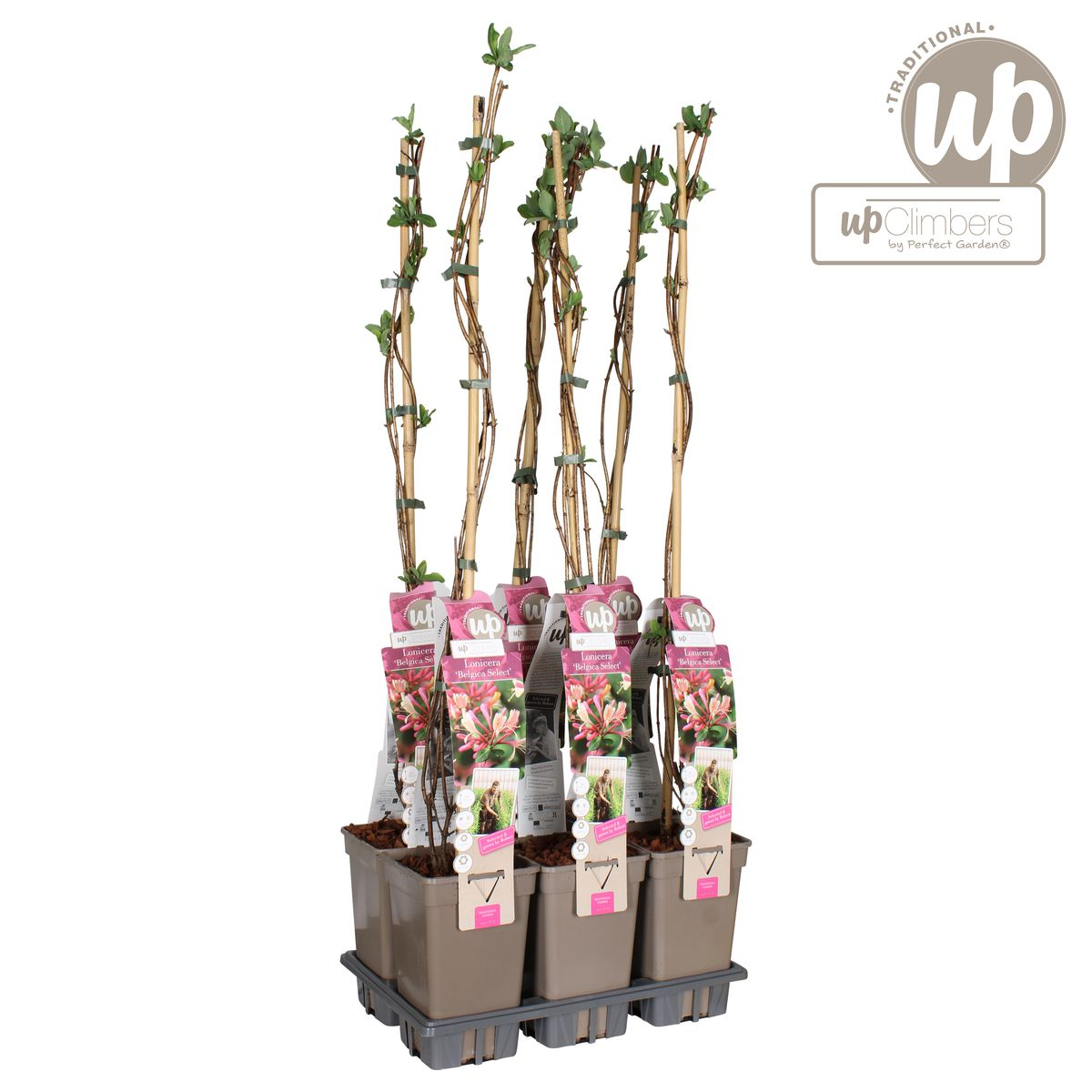 Klimplant Lonicera periclymenum Belgica Ø15cm 65cm