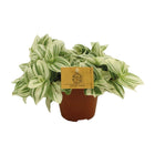 Tradescantia plant Ø12x20 cm