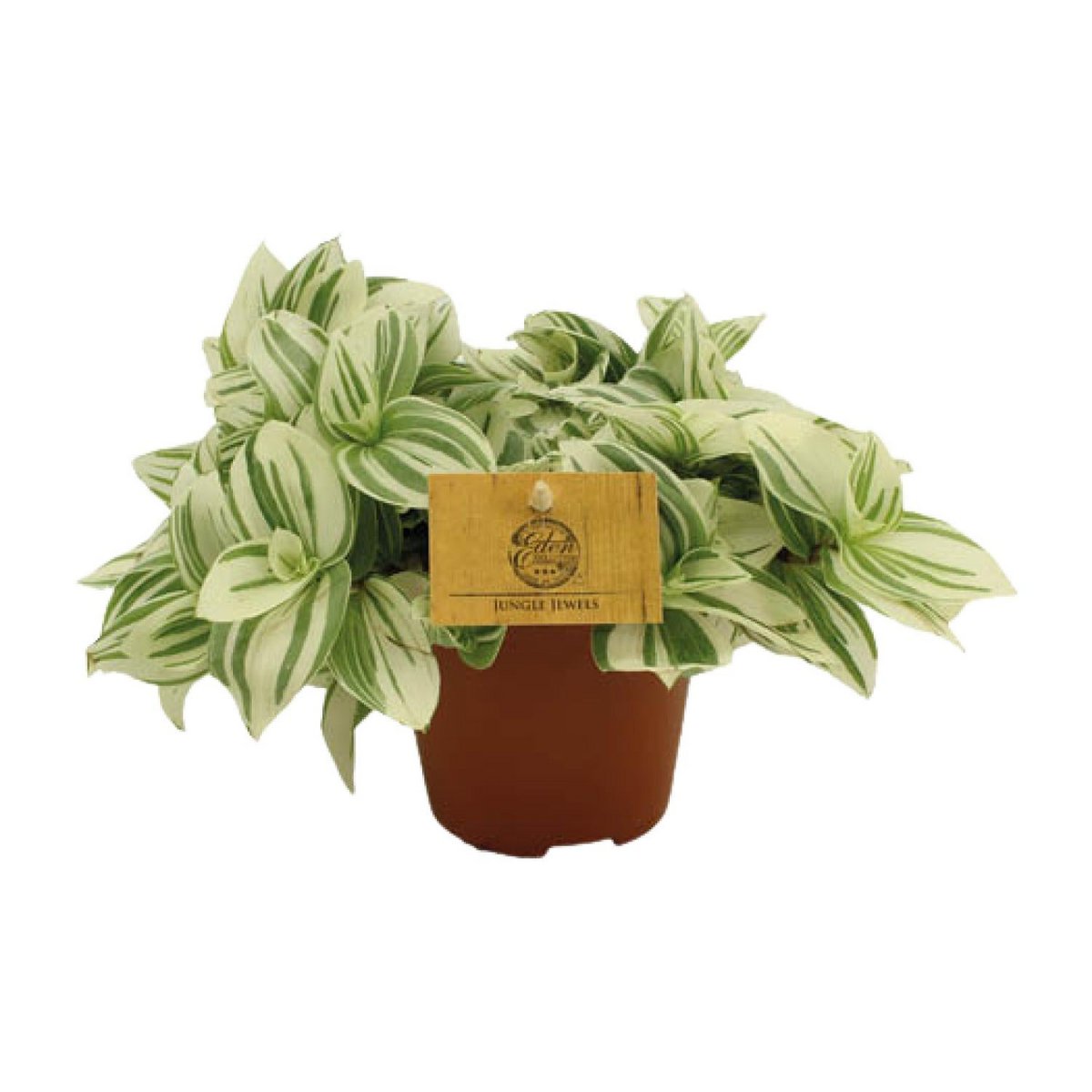 Tradescantia plant Ø12x20 cm