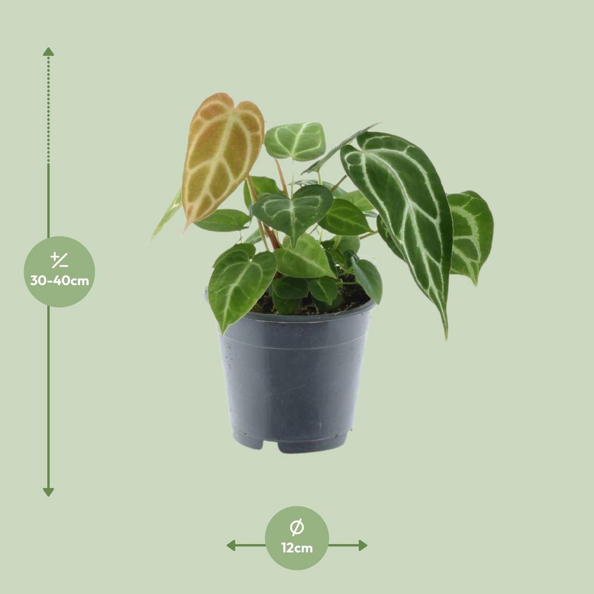 Anthurium chrystallinum P12 - Ø12cm - ↕35cm