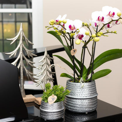 Witte Phalaenopsis orchidee Ø9 cm 2-3 takken