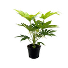 Fatsia japonica Spider Web plant Ø17cm ↕50cm