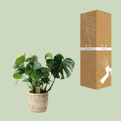 Kamerplant Monstera 60 cm potmaat 21 cm