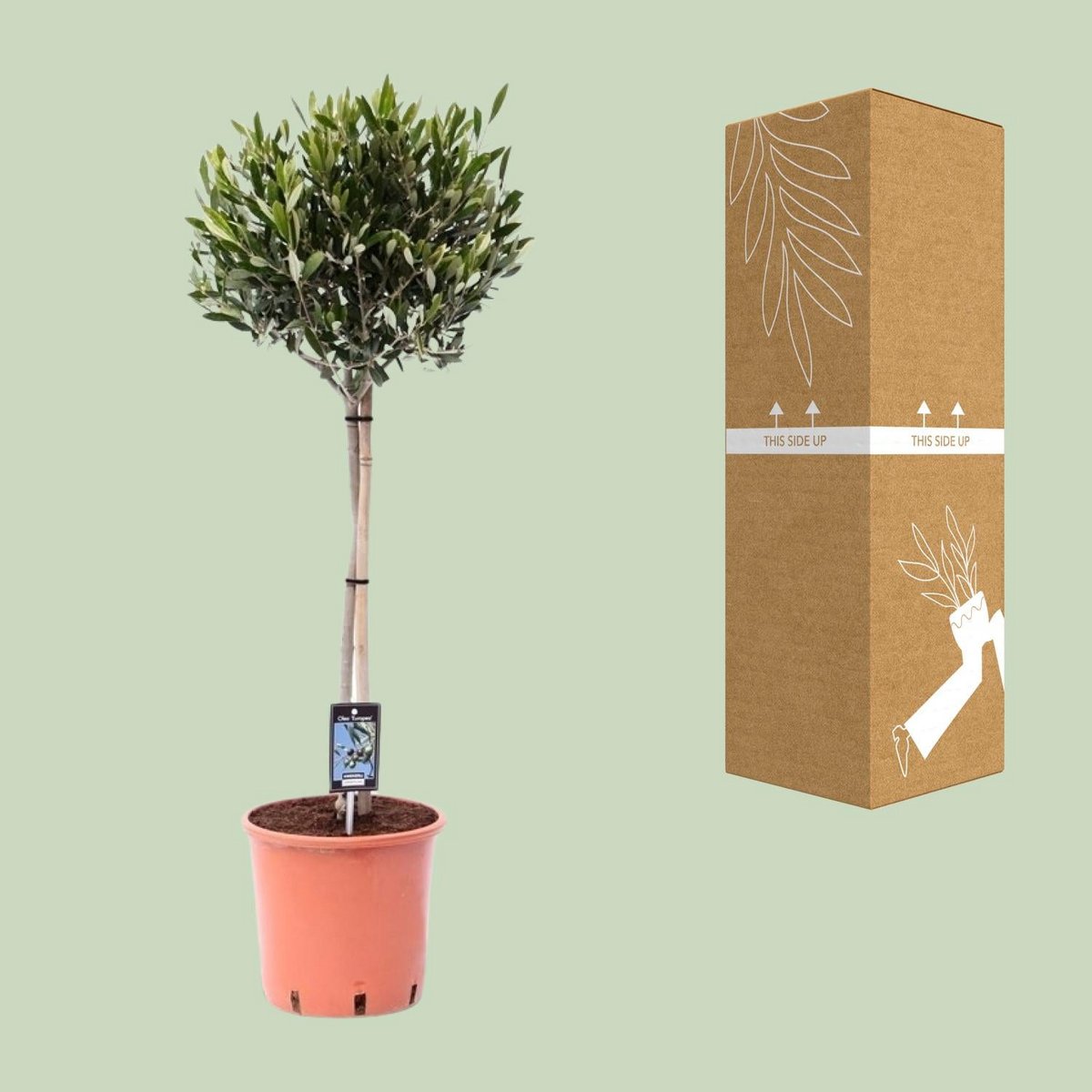 Olijfboom Olea Ø22cm ↕100cm