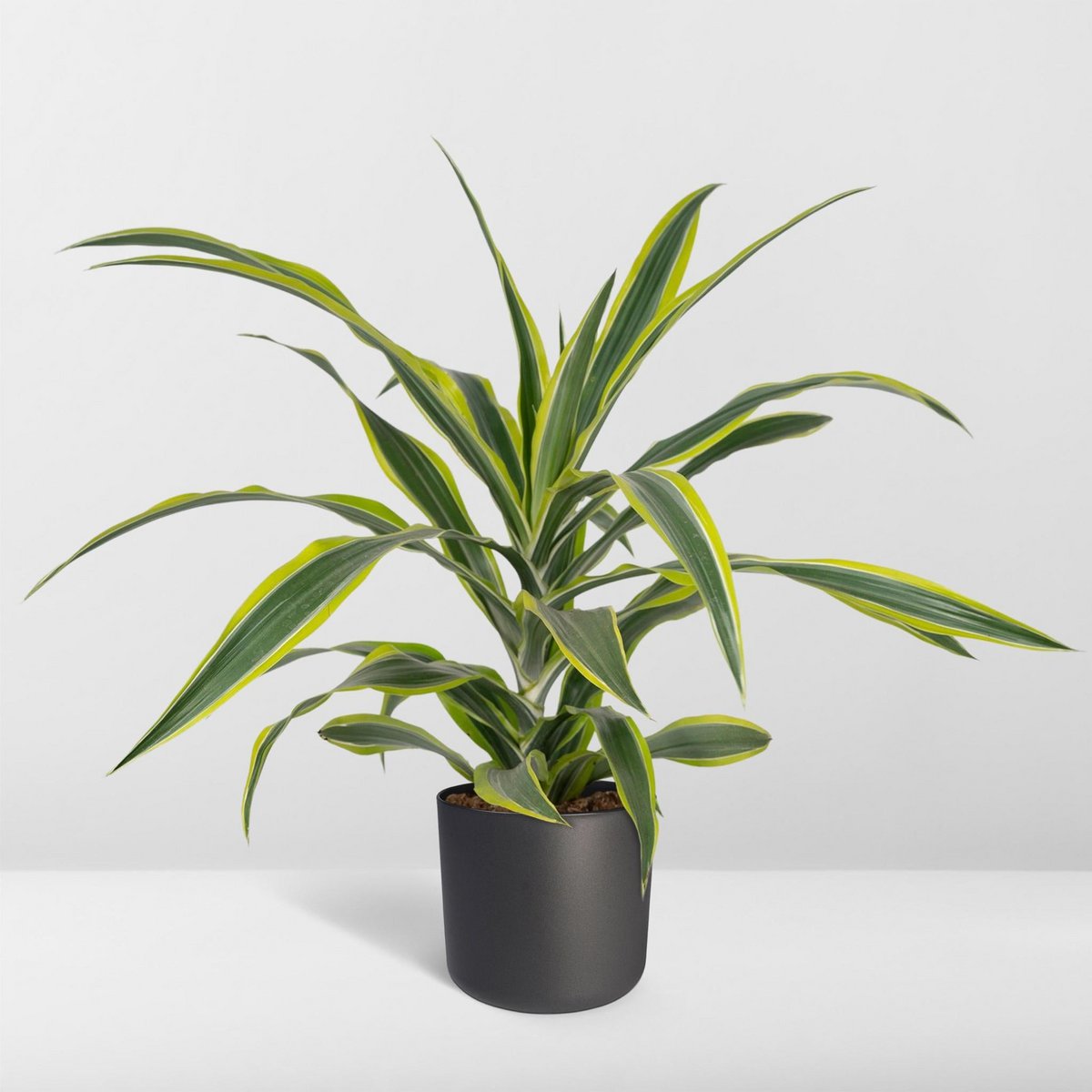 Dracaena Lemon Lime kamerplant Ø17cm ↕40cm
