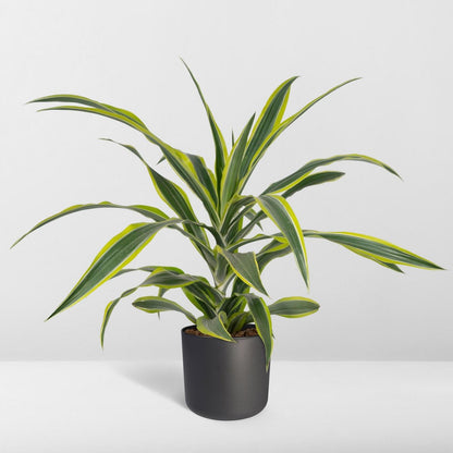 Dracaena Lemon Lime kamerplant Ø17cm ↕40cm