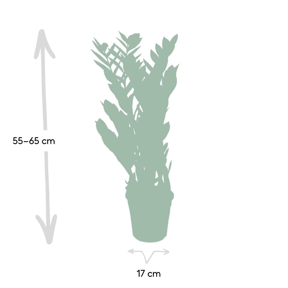 Zamioculcas plant Ø17cm 70cm