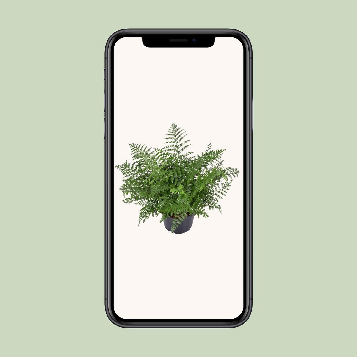 Asplenium Parvati kamerplant