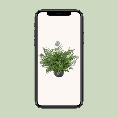 Asplenium Parvati kamerplant