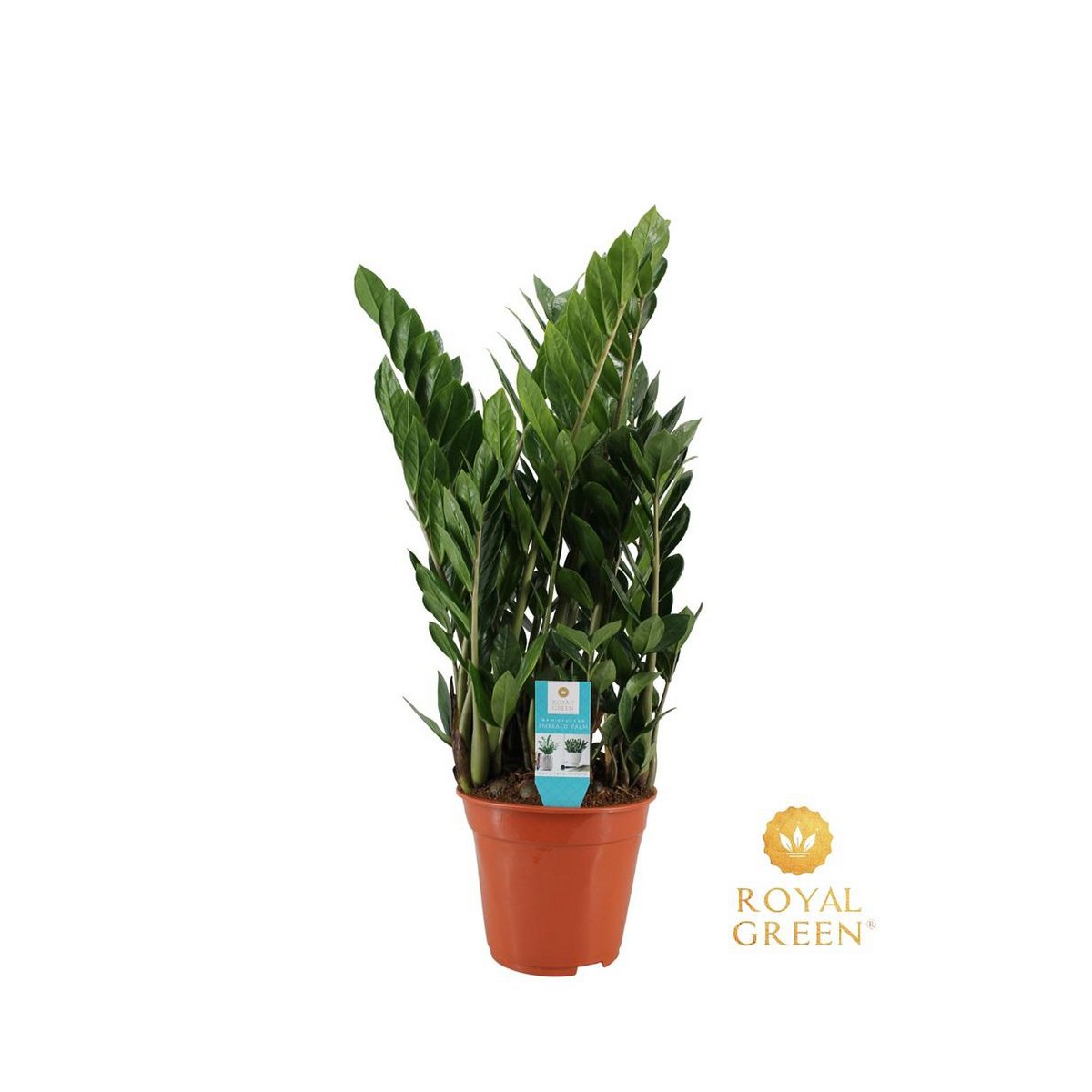 Zamioculcas kamerplant 75 cm potmaat Ø21 cm