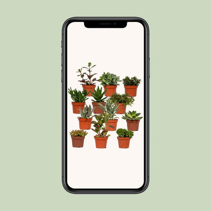 Succulente mix - 1 stuk - Ø10,5 cm - ↕12cm
