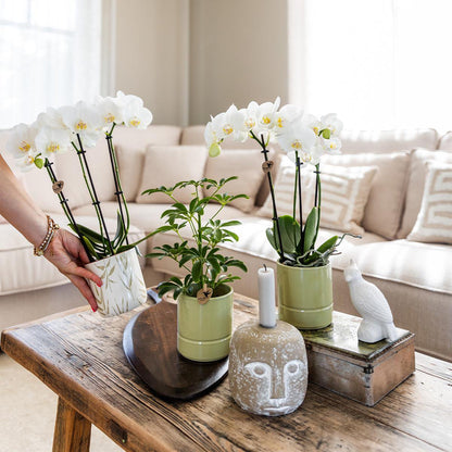 Witte Phalaenopsis orchidee Amabilis met groene pastel bloempot (Ø9cm)