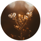 Muurcirkel dried sun Dibond/Forex