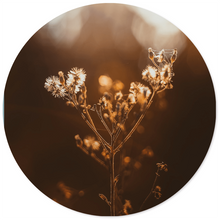 Muurcirkel dried sun Dibond/Forex