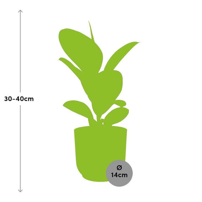 Ficus Elastica Robusta kamerplant 14cm roze pot