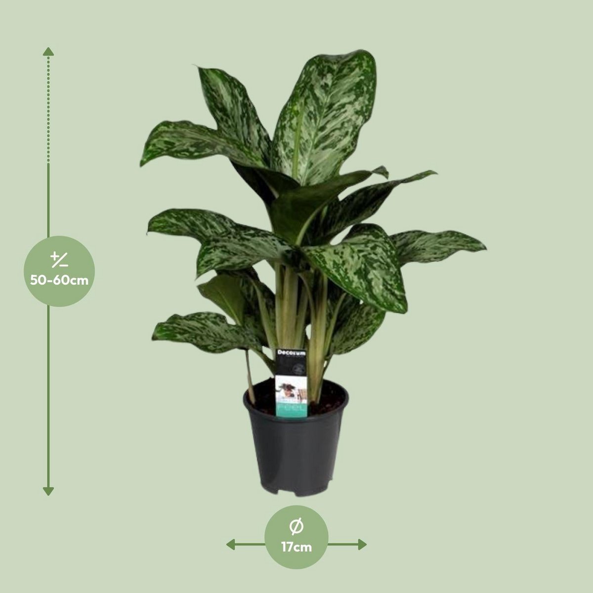 Aglaonema Greenlight kamerplant Ø17cm 60cm
