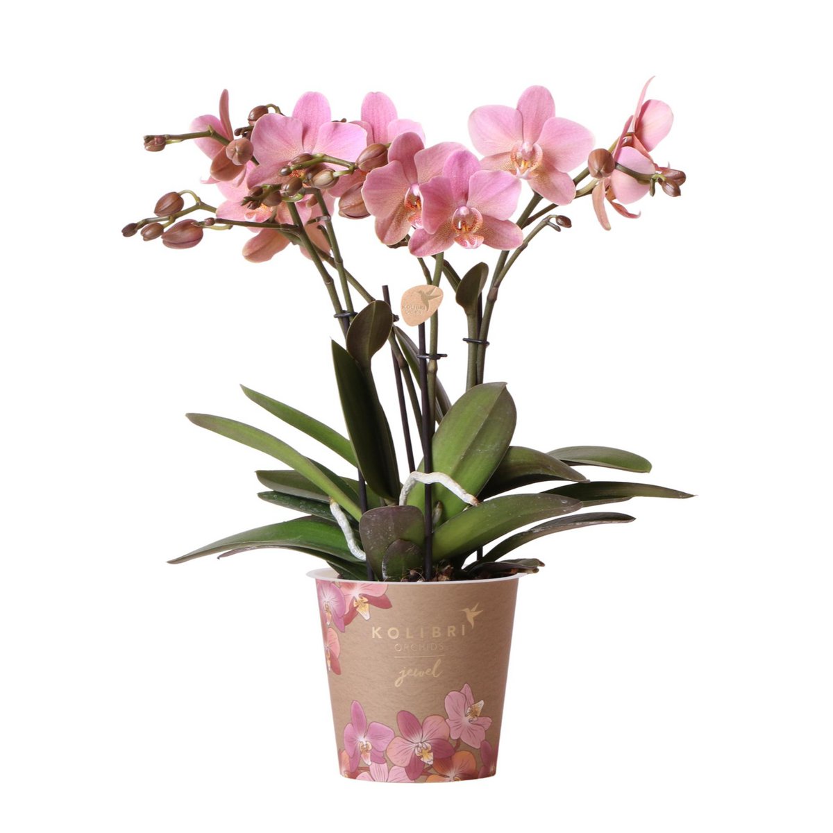 Oudroze Phalaenopsis Orchidee (Treviso) | Bloeiende Kamerplant Ø12cm pot