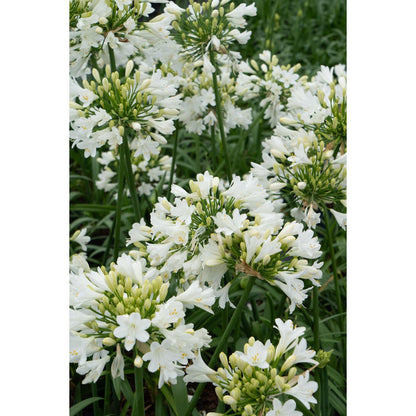 Agapanthus 'Ever White' pot Ø19cm 30cm