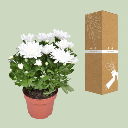 Chrysant kussen Ø12cm 26cm wit