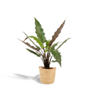 Kamerplant Alocasia Lauterbachiana Ø19x80 cm