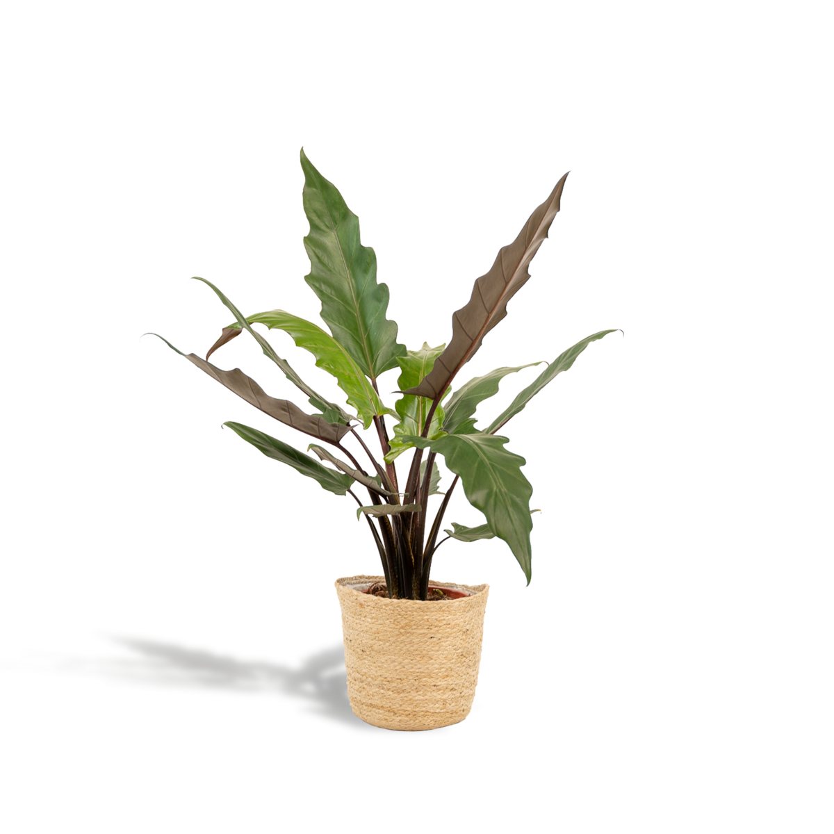 Kamerplant Alocasia Lauterbachiana Ø19x80 cm