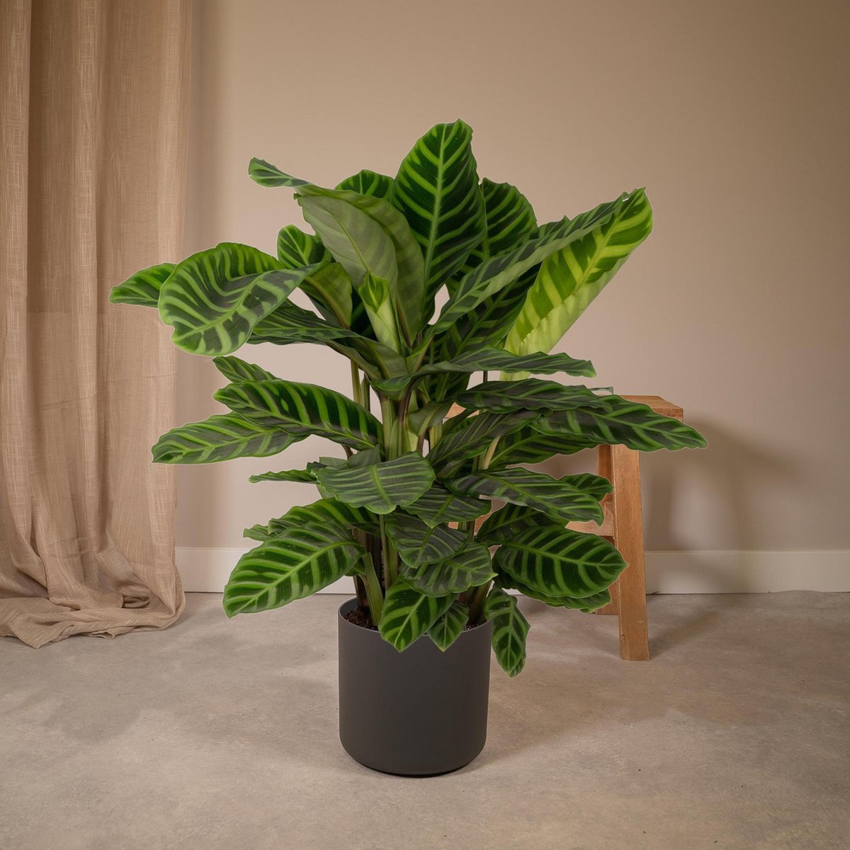 Kamerplant Calathea Zebrina Ø19cm 80cm