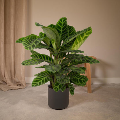 Kamerplant Calathea Zebrina Ø19cm 80cm