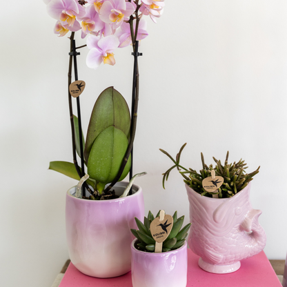 Sierpot visvorm keramiek roze Ø6 cm