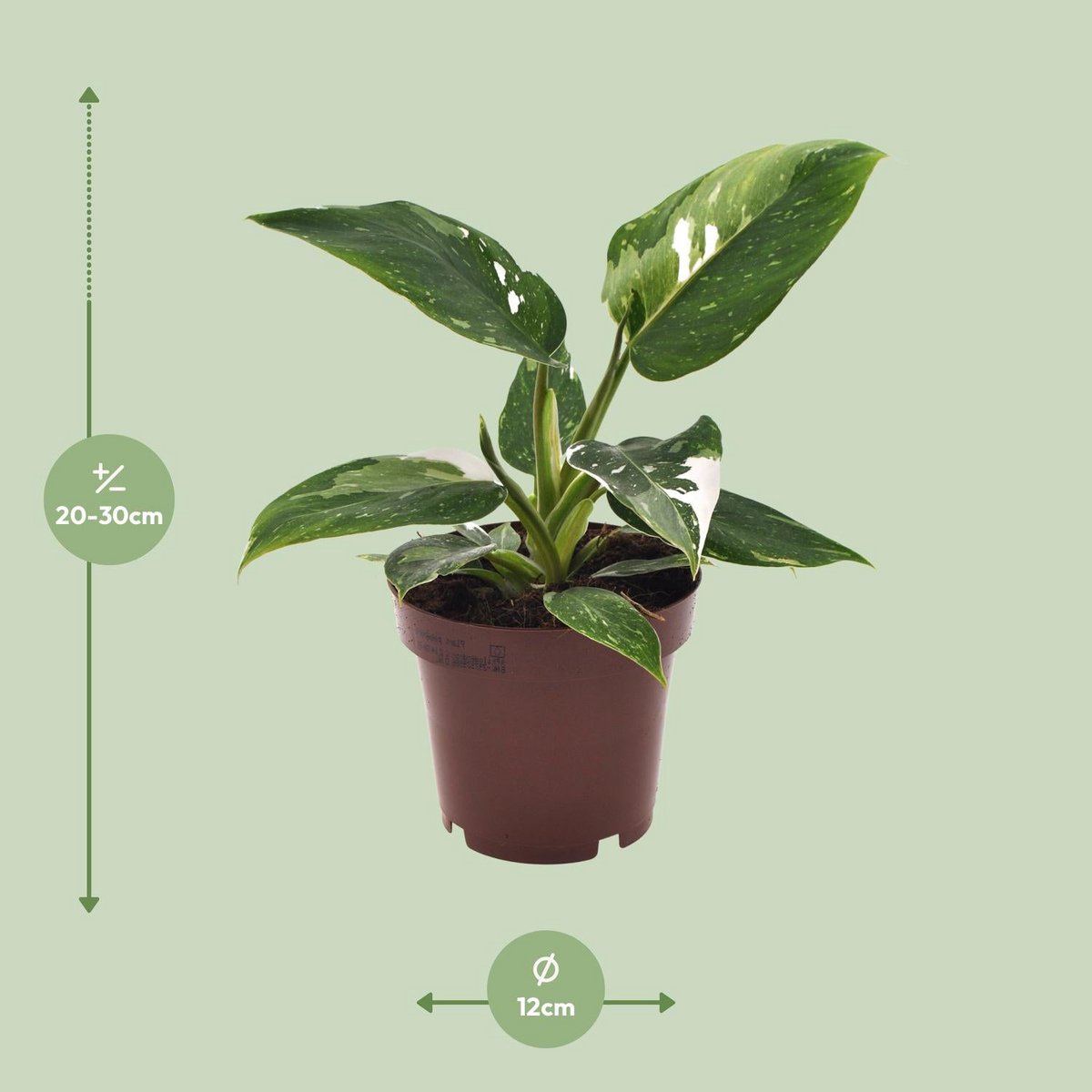 Philodendron White Princess Ø12cm 25cm