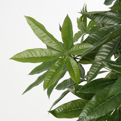 Kunstplant Pachira 120x50 cm groen