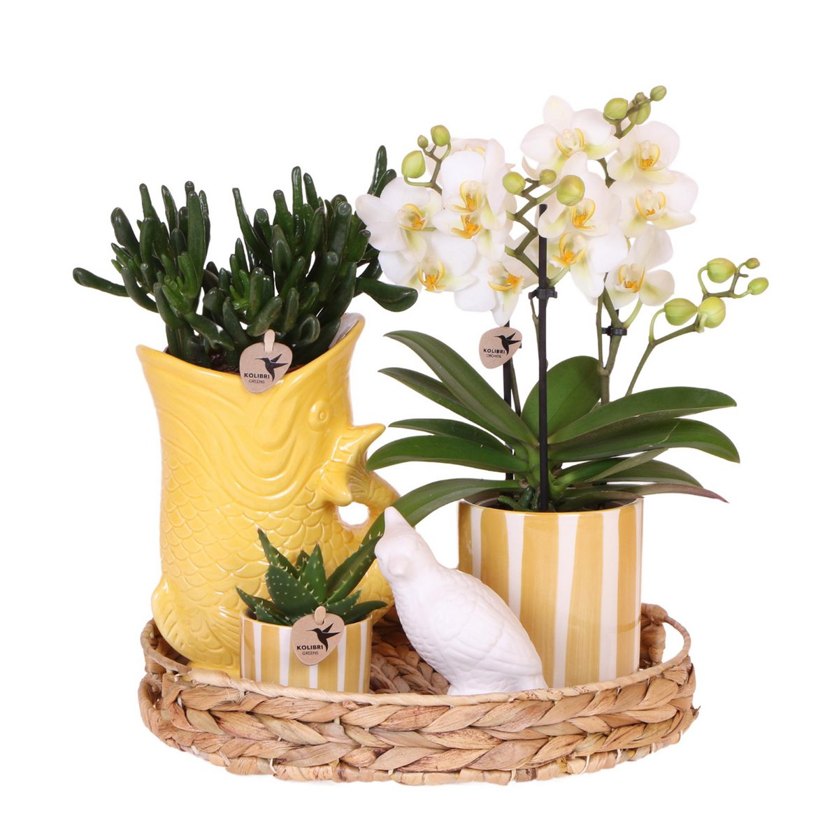 Plantenset Witte Orchidee en Succulenten in Keramieken Potten