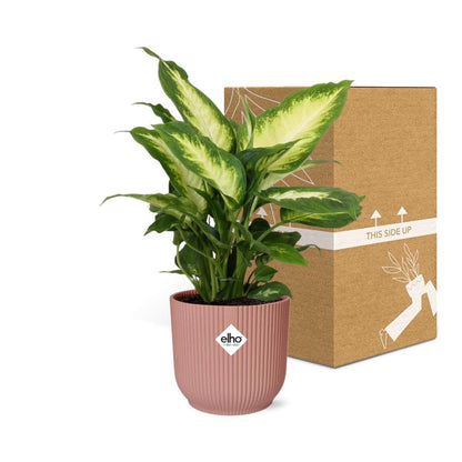 Kamerplant Dieffenbachia Camilla 14 cm roze pot