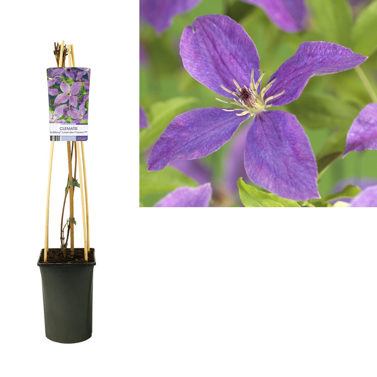Clematis Zoveel® Lavender Flowers PBR +Lichtlabel - Ø17cm - ↕75cm