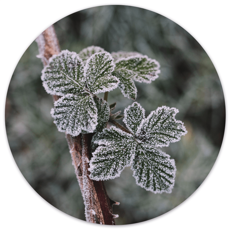 Wall circle frost plant