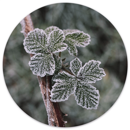 Wall circle frost plant