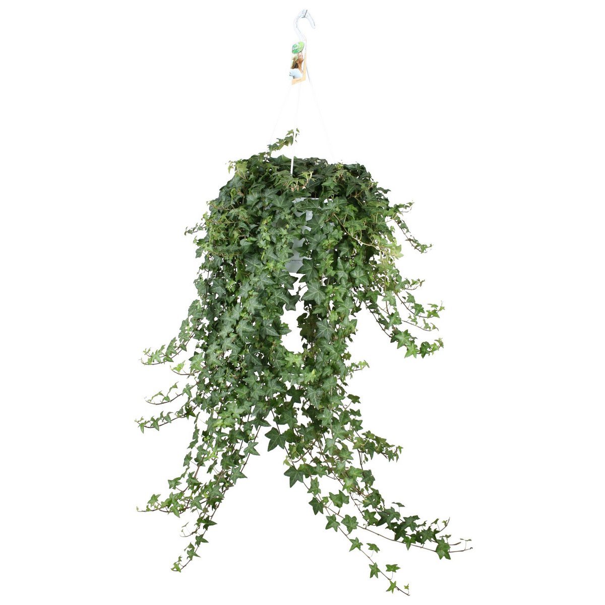Klimop Hedera Helix Pitsburg Ø24 cm 70 cm