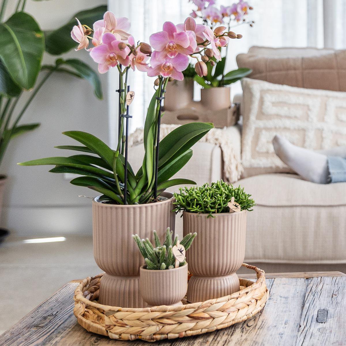 Bloeiende Gele Phalaenopsis Orchidee in Diabolo Pot Sand (Ø9cm)