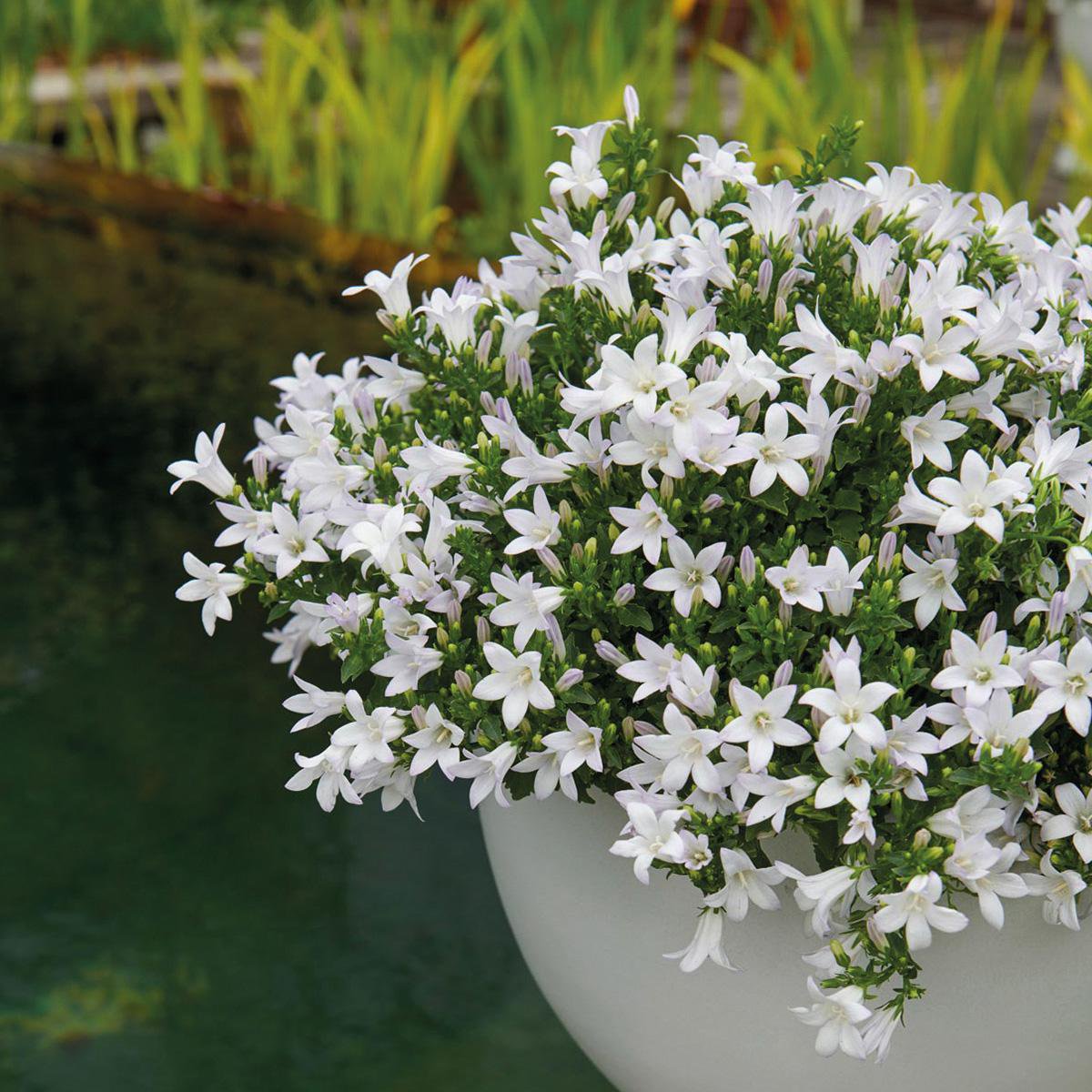 Campanula White Bellflower | 6 Pieces | Pot size 12cm | Ground cover 1m²