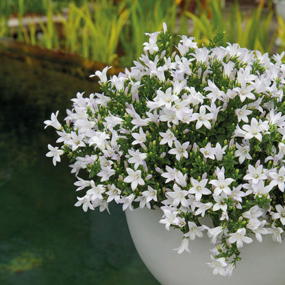 Campanula White Bellflower | 6 Pieces | Pot size 12cm | Ground cover 1m²