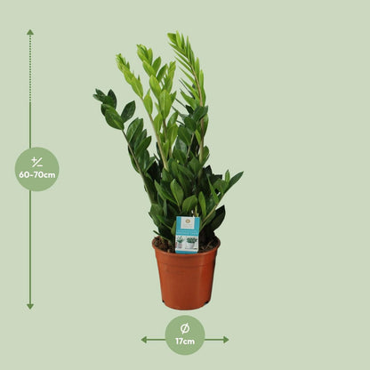 Zamioculcas plant Ø17cm 65cm