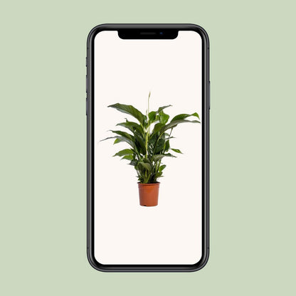 Vredeslelie Spathiphyllum Bellini potmaat 24 cm
