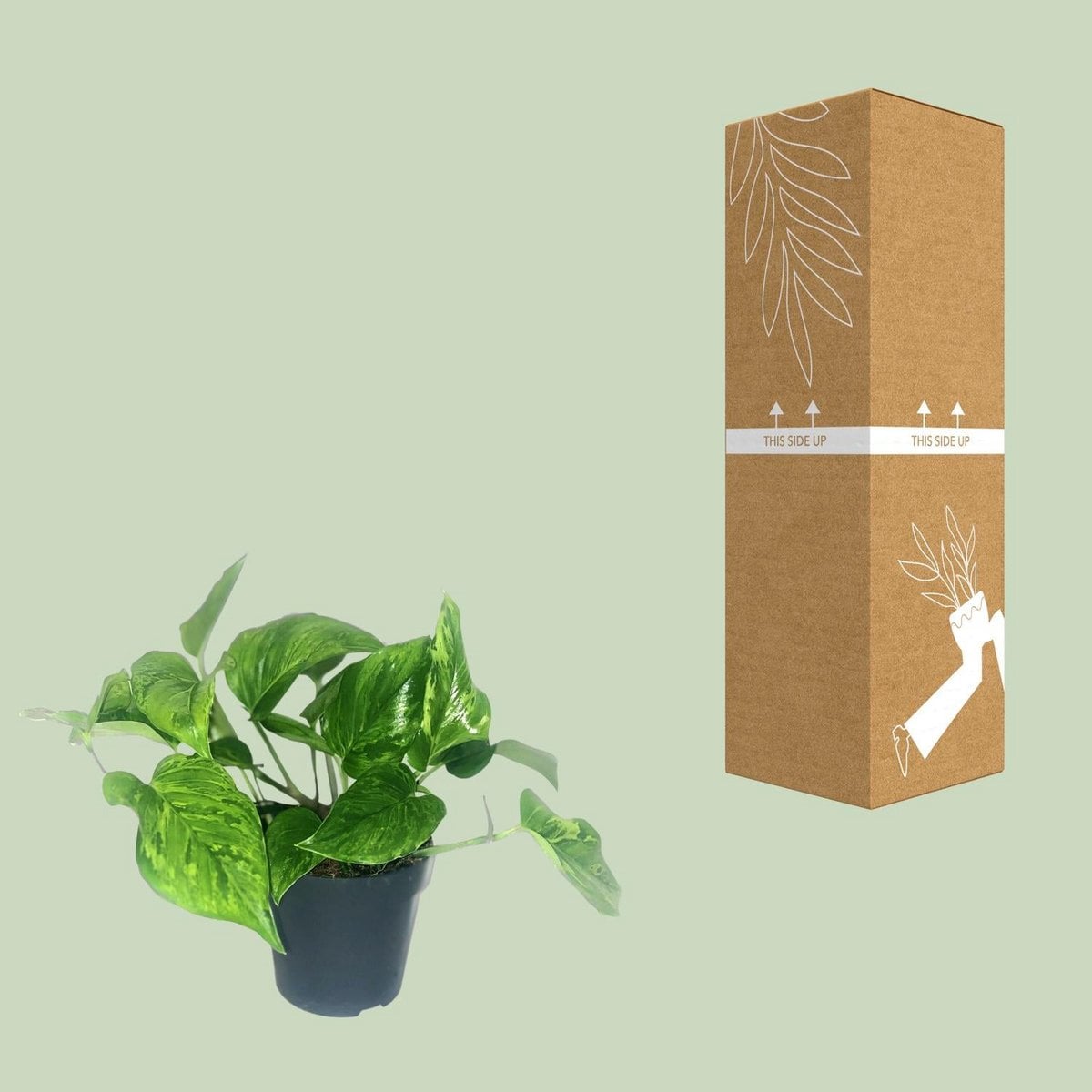 Kamerplant Scindapsus Epipremnum Marble Green Ø12cm