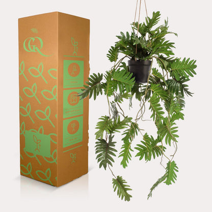 Kunstplant Philodendron 80 cm hangplant