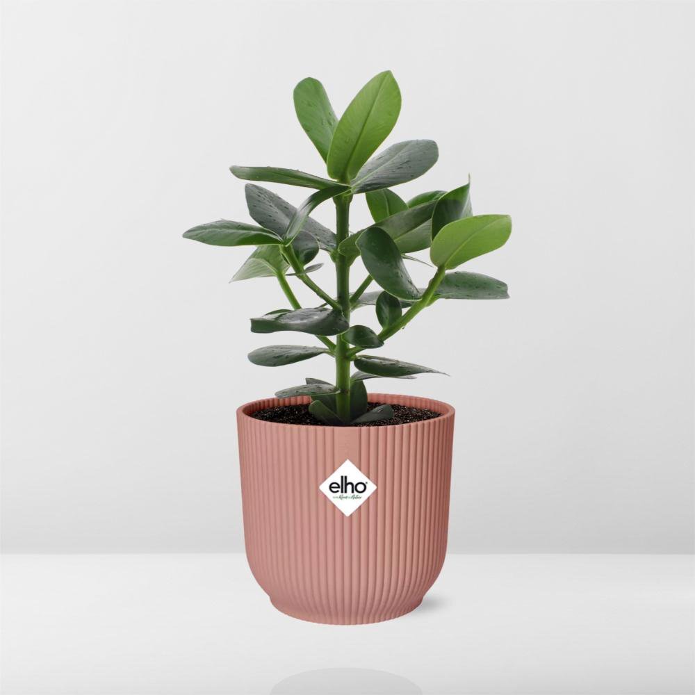 Clusia Princess in Elho Vibes Fold 14cm Pink