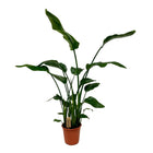 Strelitzia Nicolai plant 120 cm potmaat Ø21 cm