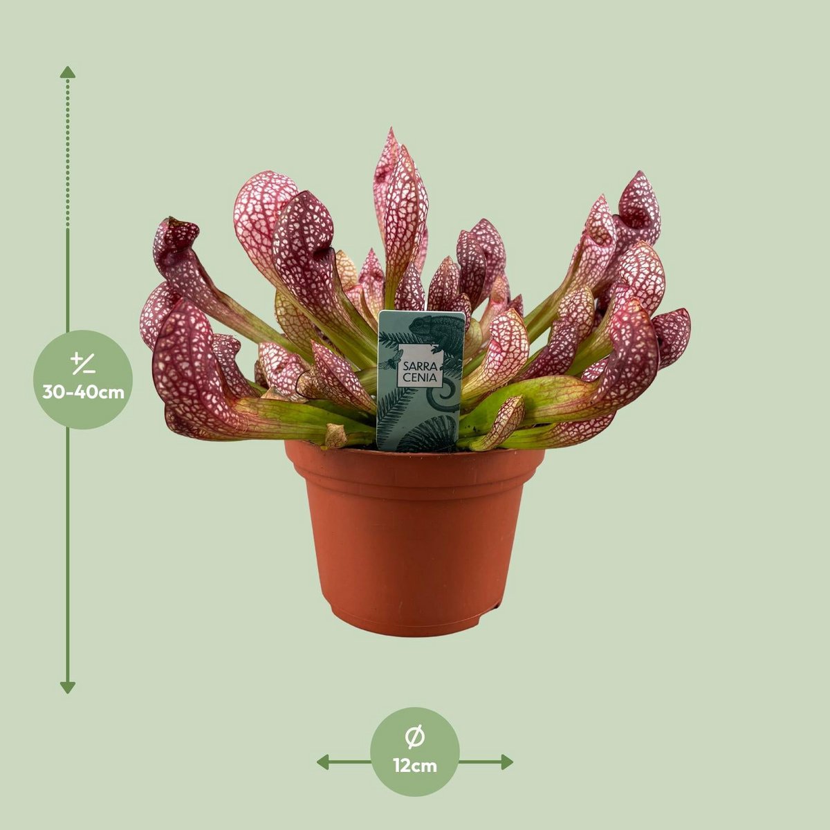 Sarracenia Scarlet Belle kannenplant Ø12cm 40cm
